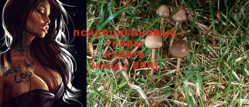 где найти наркотики  Вязьма  Псилоцибиновые грибы Psilocybe 